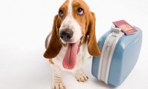 Contenido del curso: Requisitos para volar con una mascota